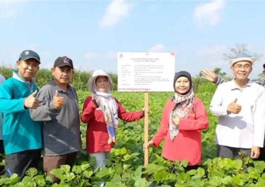 BRIN Pilih Kabupaten Malang dan Pasuruan Pengembangan Varietas Unggul Baru Kacang Hijau