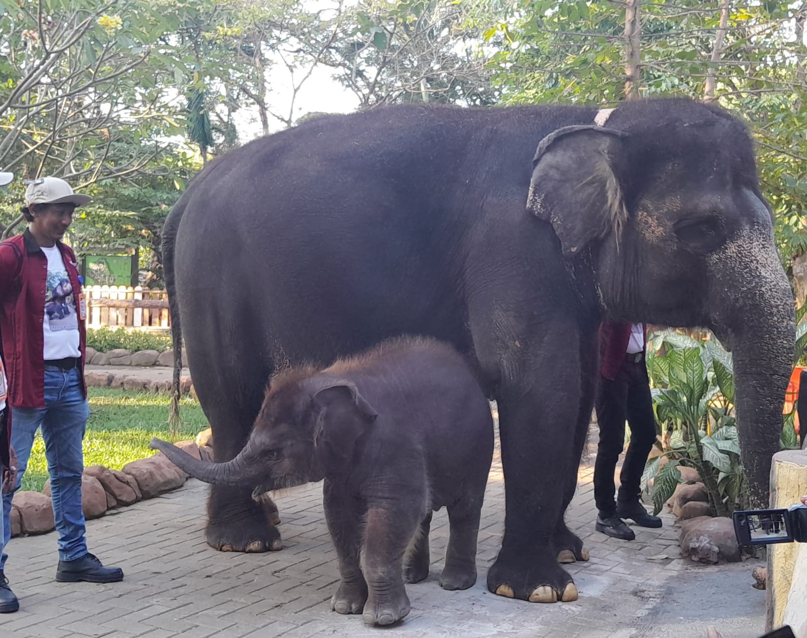 KBS Miliki Hewan Baru Anak Gajah Bernama ‘Rocky Balboa’