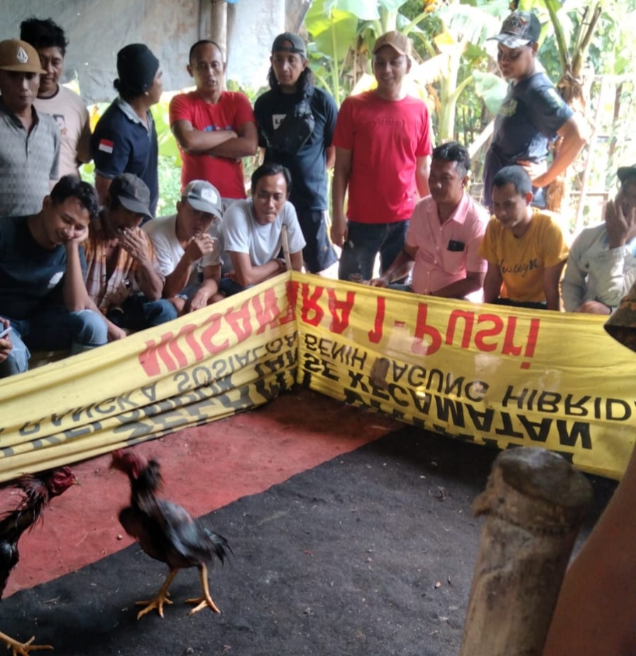 Sabung Ayam dan Perjudian di Kecamatan Krian Makin Marak Tak Tersentuh Hukum